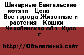 Шикарные Бенгальские котята › Цена ­ 25 000 - Все города Животные и растения » Кошки   . Челябинская обл.,Куса г.